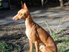 Cirneco Photo